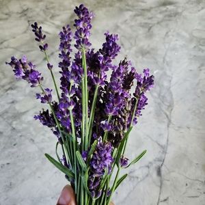 Meet your Posher, Nstasha